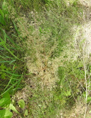 Trinia multicaulis