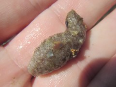 Holothuria lineata