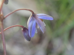 Dianella caerulea caerulea