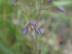 Dianella caerulea caerulea