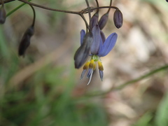 Dianella caerulea caerulea
