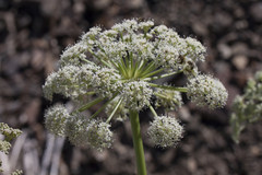 Angelica lineariloba