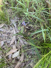 Dianella caerulea caerulea