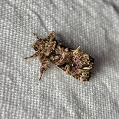 Callopistria rivularis