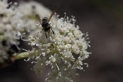 Angelica lineariloba