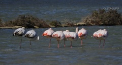 Phoenicopterus roseus