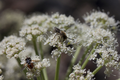 Angelica lineariloba