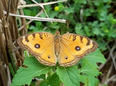 Junonia almana
