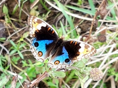 Junonia orithya