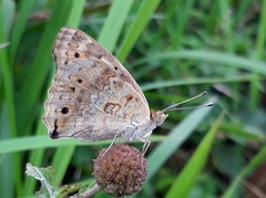 Junonia orithya