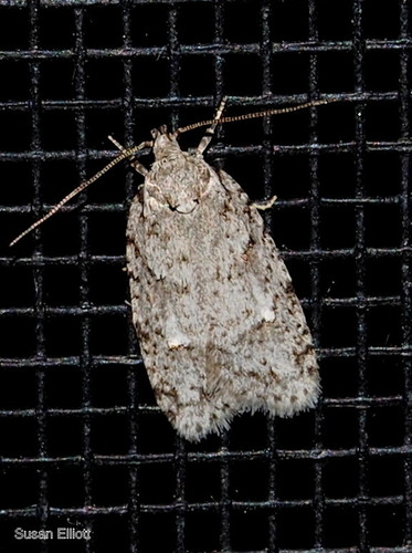 Bibarrambla allenella (Walsingham, 1882)