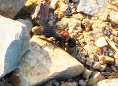 Ronisia