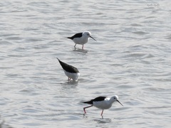 Himantopus himantopus