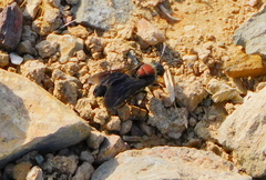 Ronisia