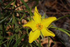 Hibbertia huegelii