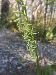 Tripterococcus brunonis