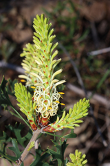 Petrophile macrostachya