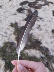 Morus serrator