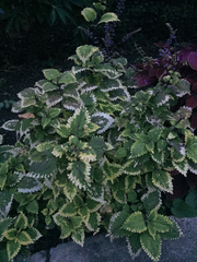 Coleus scutellarioides
