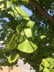 Ginkgo biloba