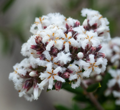 Leucopogon apiculatus