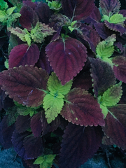 Coleus scutellarioides