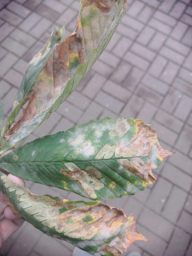 Horse-Chestnut Powdery Mildew