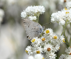 Satyrium sylvinus putnami