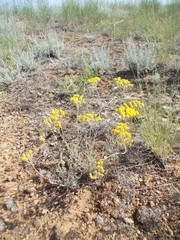 Achillea leptophylla