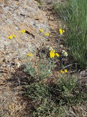 Achillea leptophylla