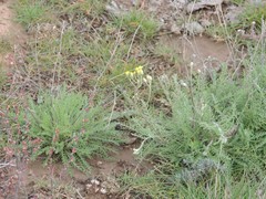 Achillea leptophylla
