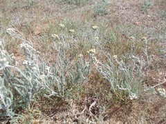 Achillea leptophylla