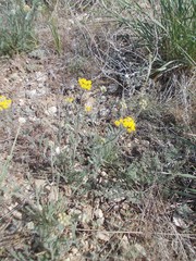 Achillea leptophylla