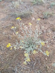 Achillea leptophylla
