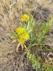 Bupleurum gibraltaricum