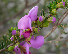 Gompholobium scabrum