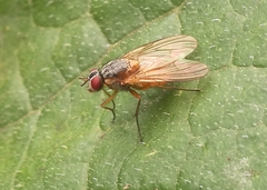 Phaonia rufiventris