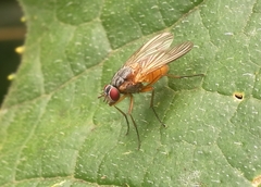 Phaonia rufiventris