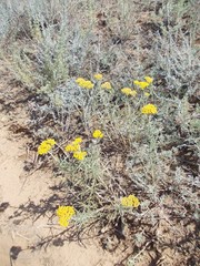 Achillea micrantha