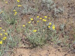Achillea micrantha