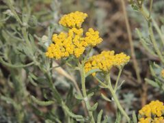 Achillea micrantha