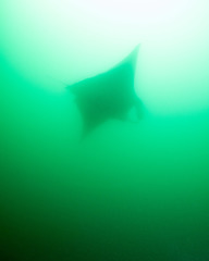 Mobula alfredi
