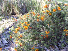 Pultenaea procumbens