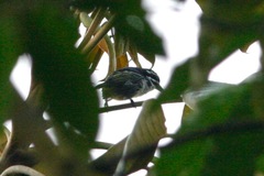 Pogoniulus bilineatus