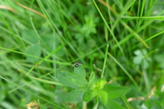 Rivellia syngenesiae