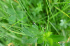 Rivellia syngenesiae