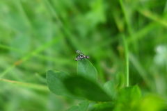 Rivellia syngenesiae