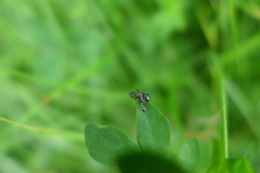 Rivellia syngenesiae