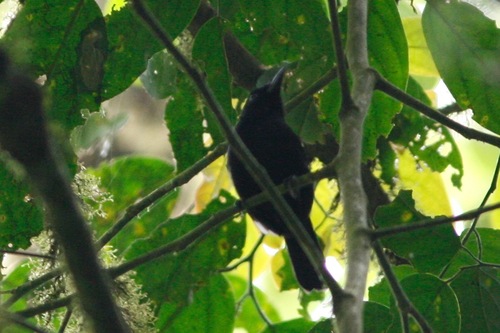 iNaturalist image