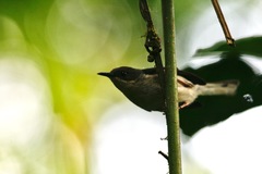 Apalis cinerea